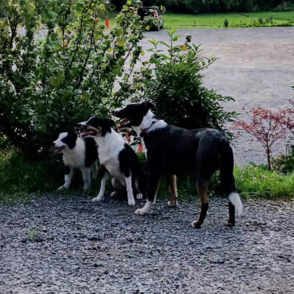 Baystone Bank Farm Campsite Collies