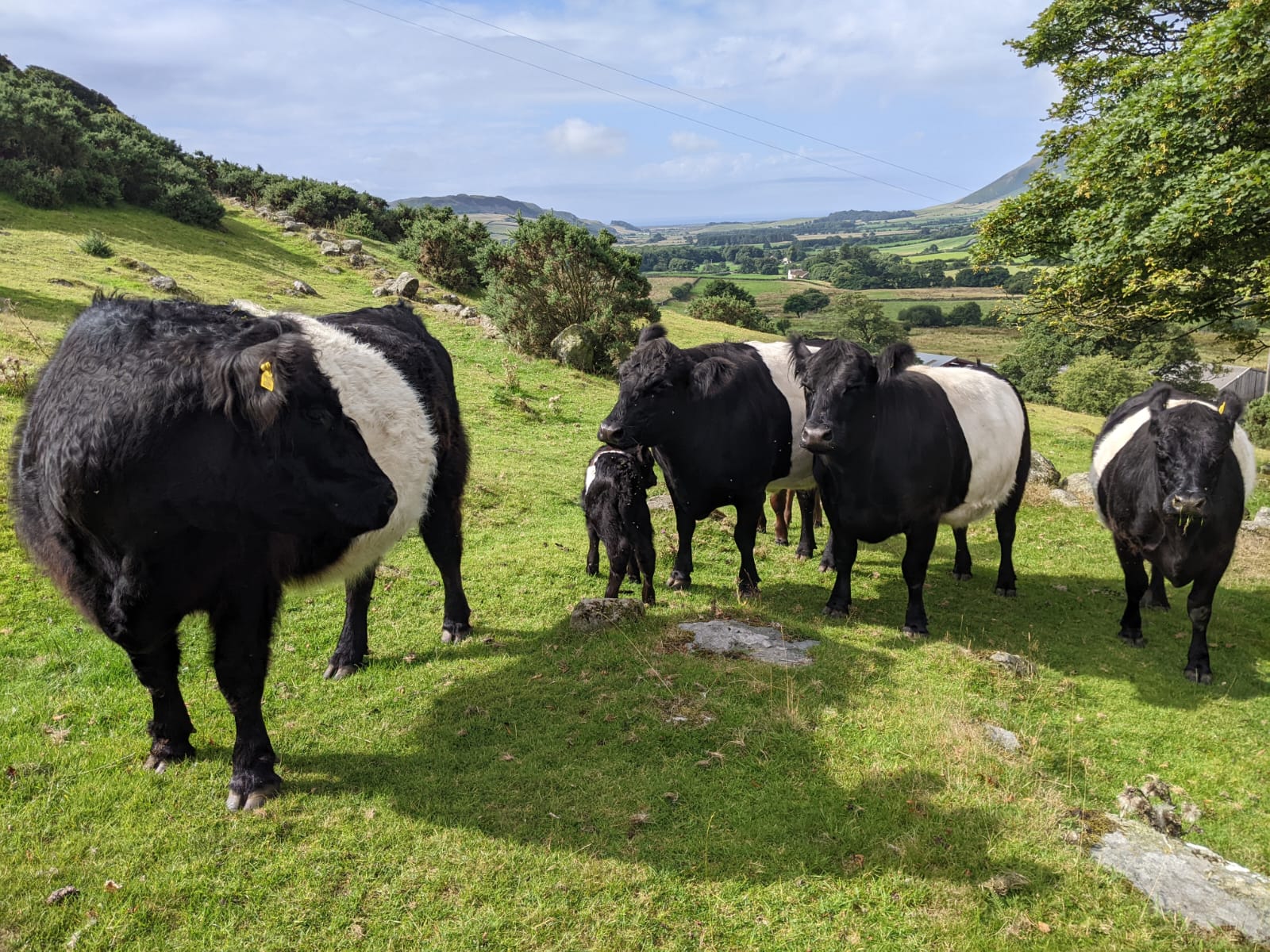 cows