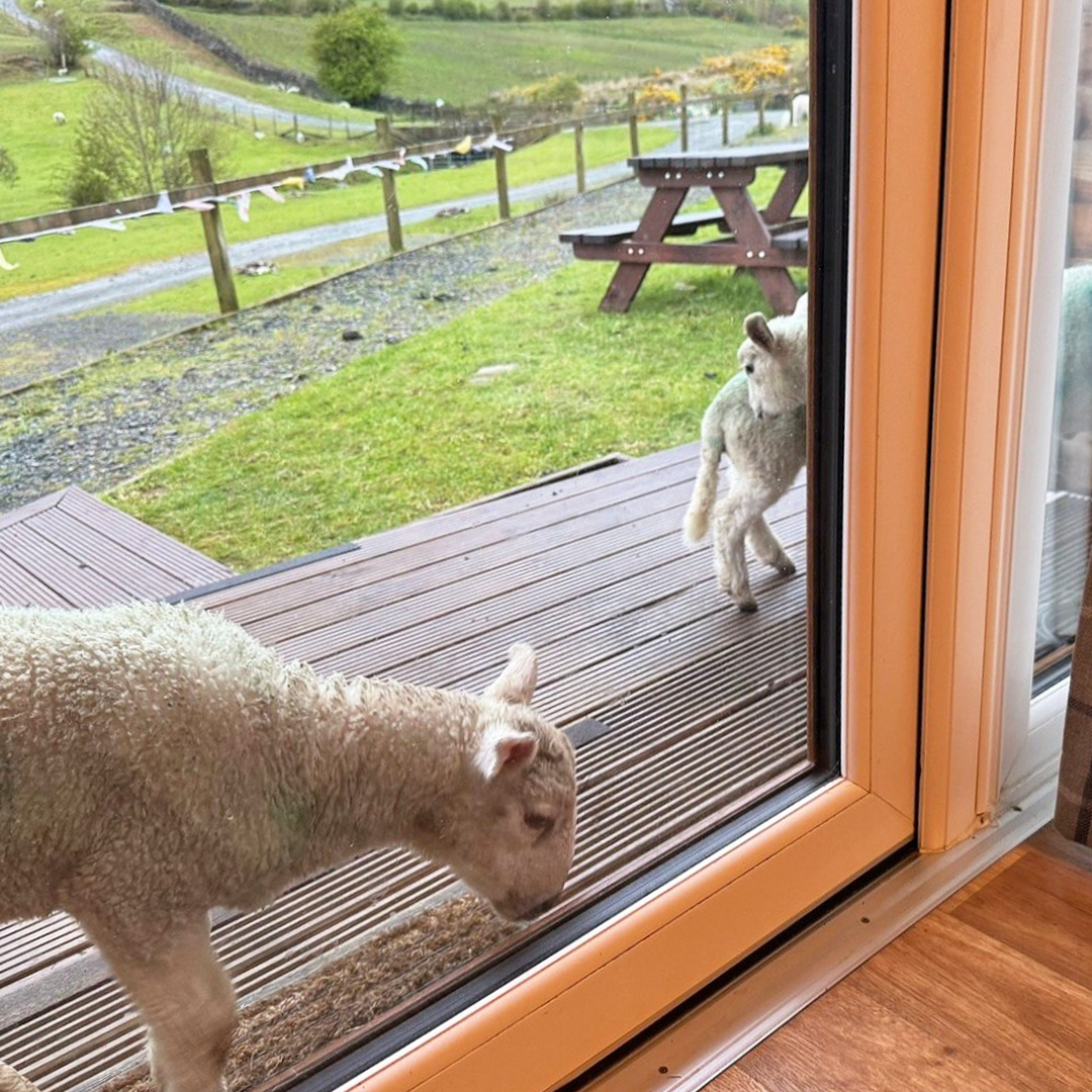 Sheep