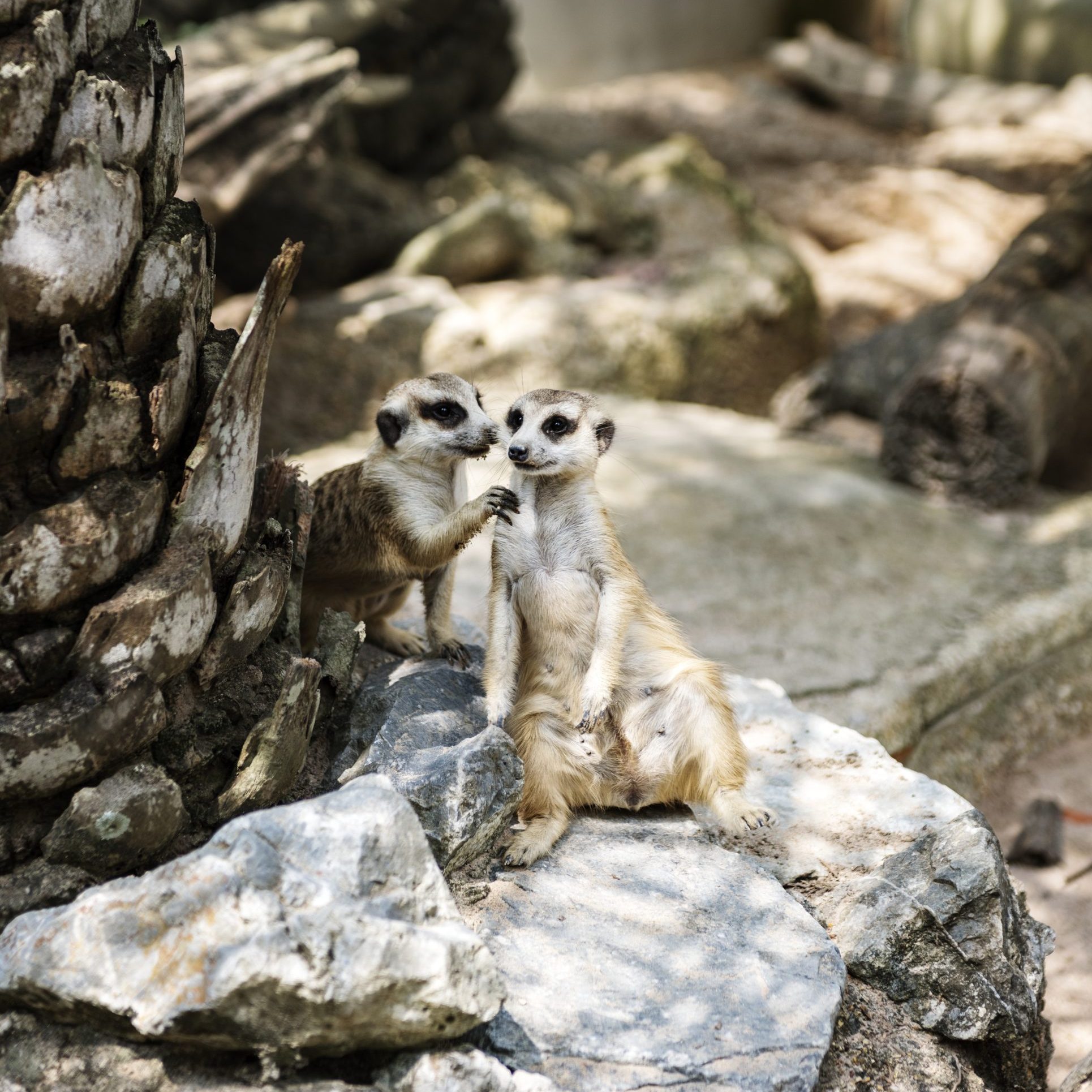 Closeup of meerkats at the zoo