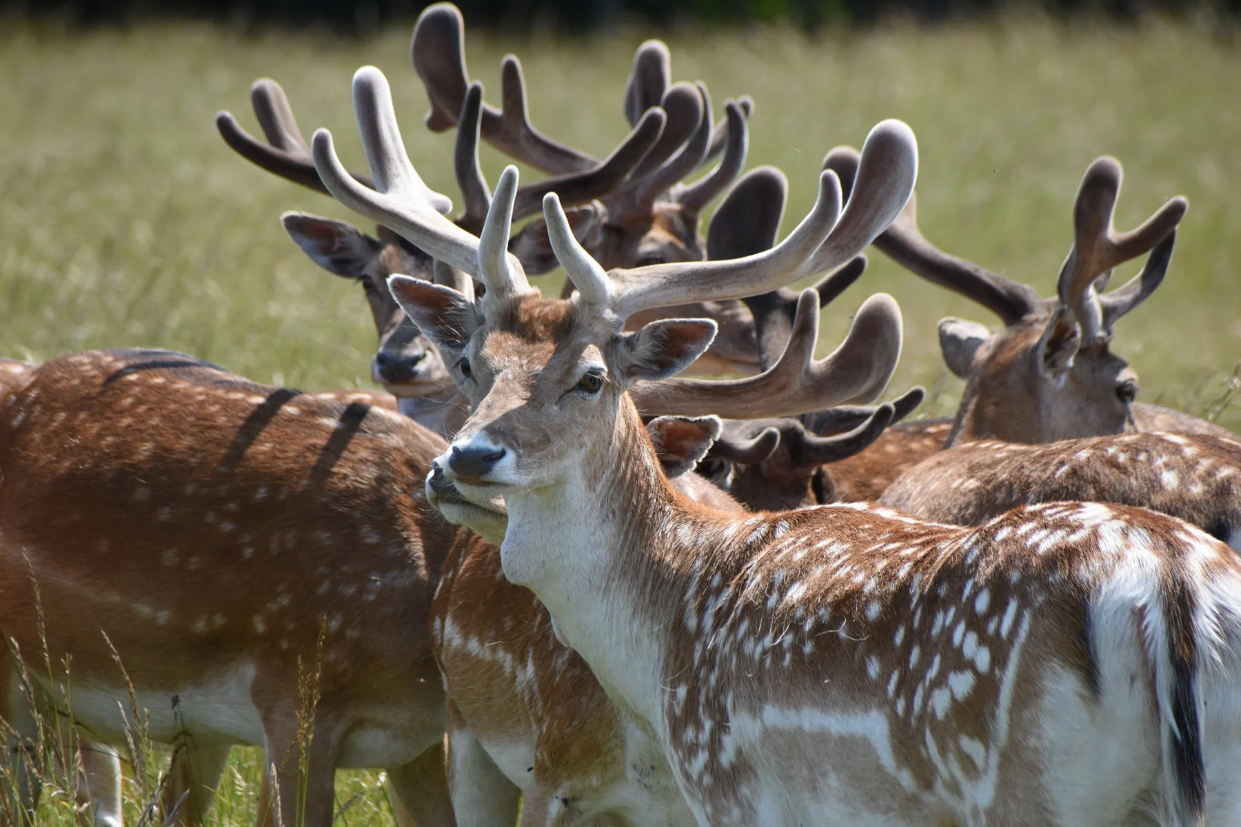 fallow-deer